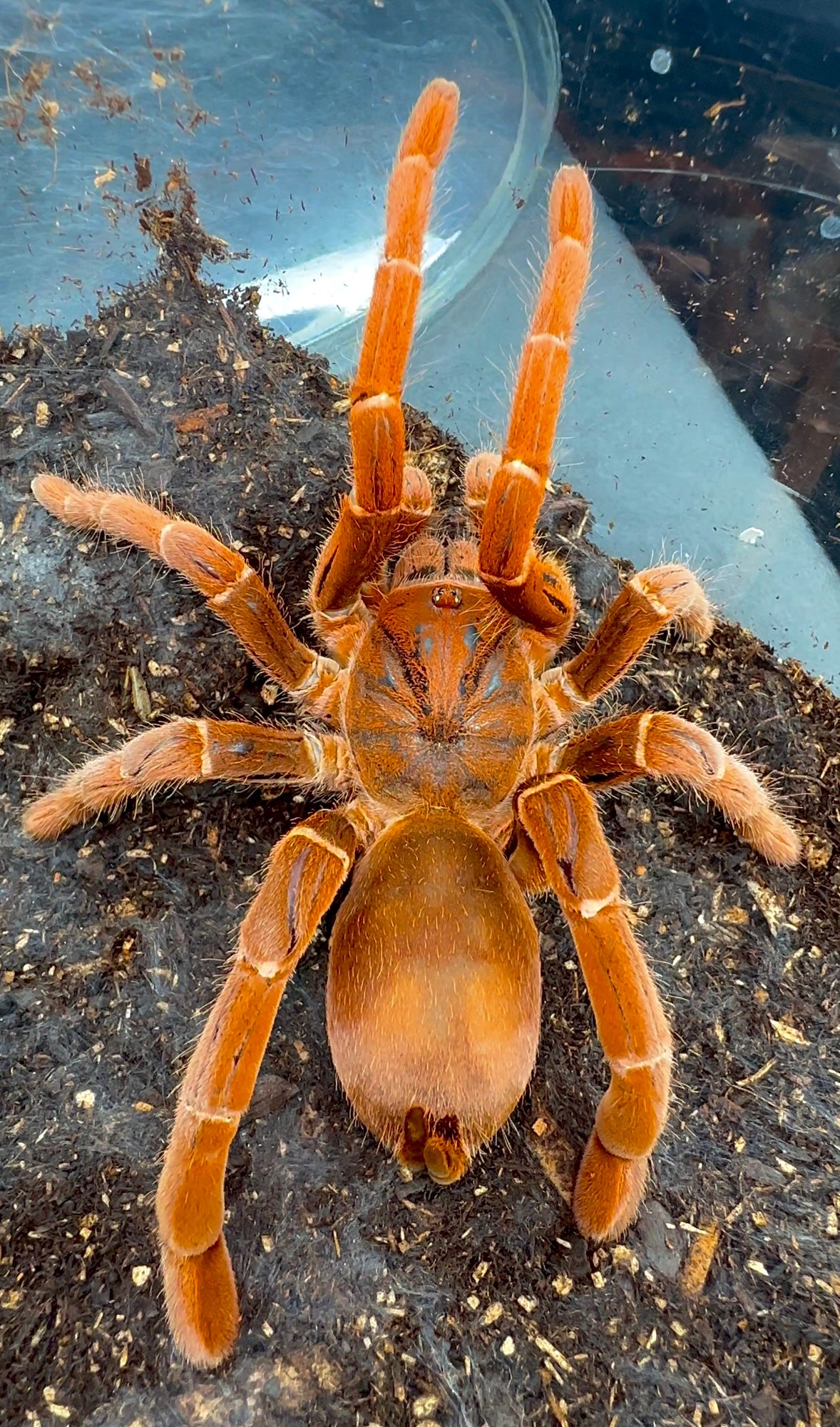 Old World Tarantulas – Westside Tarantulas