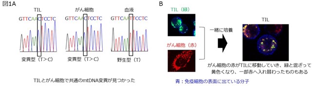 共同リリース】がん細胞が自らの異常なミトコンドリアで免疫系を