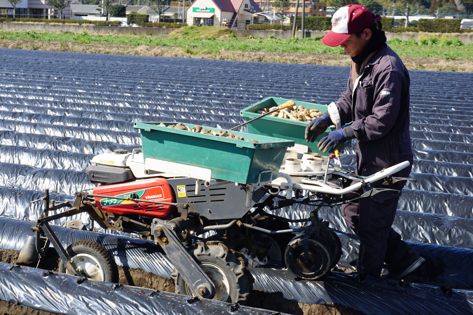 鹿児島鹿屋の畑から ～その2～｜じゃがいもDiary｜カルビー