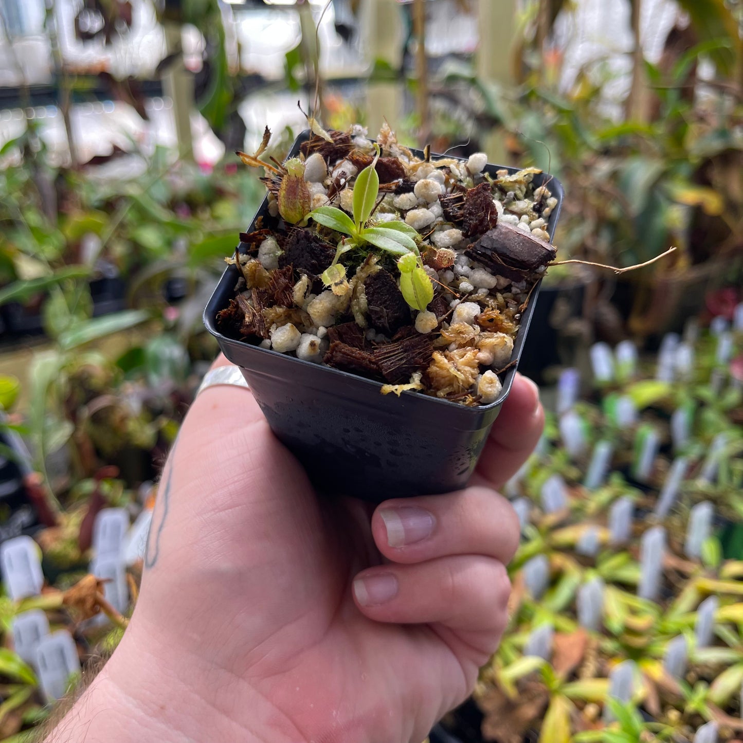 Nepenthes naga x tenuis, CAR-0443 – Carnivero