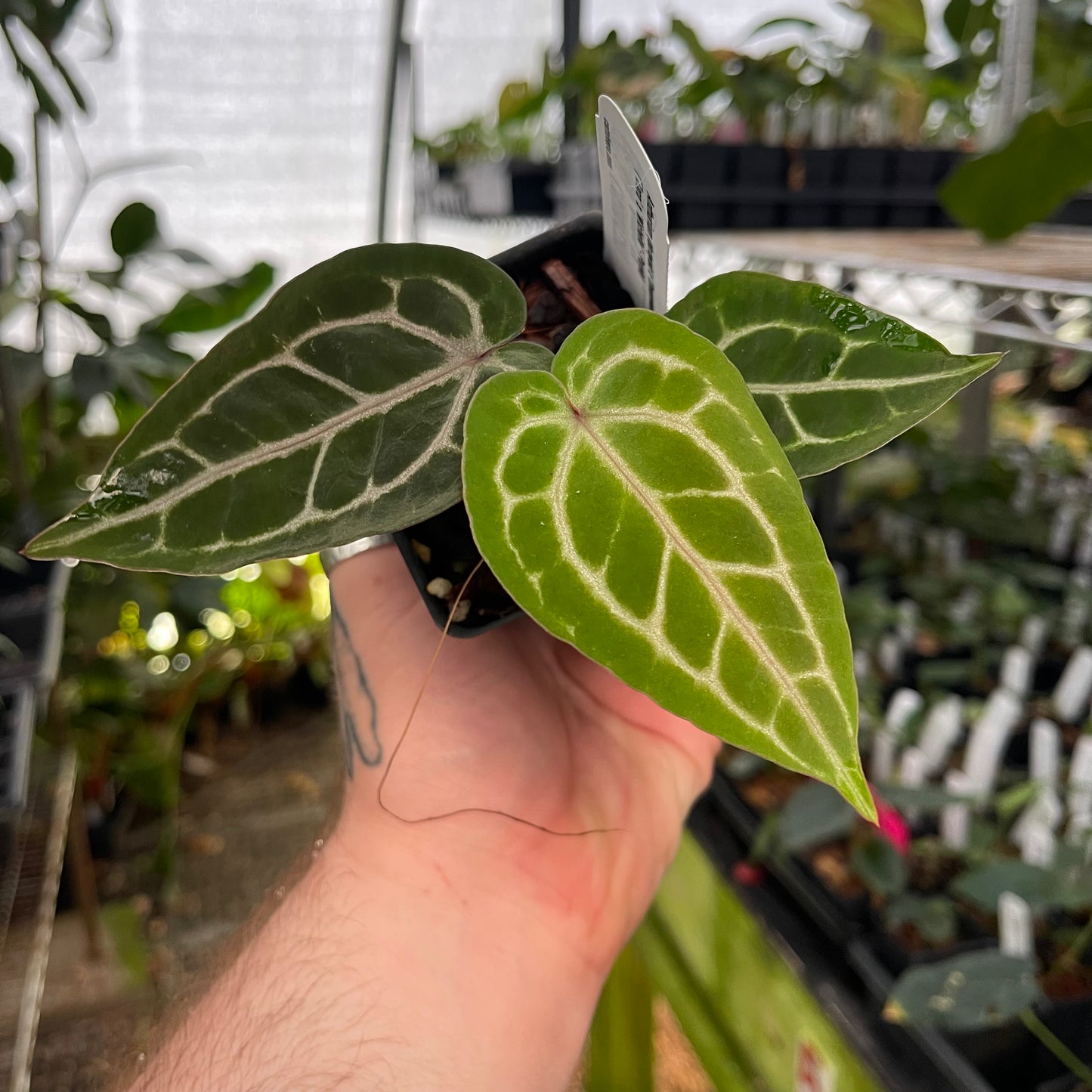 Anthurium (dorayaki x Dreamweaver) x (Zara x Michelle) -purple