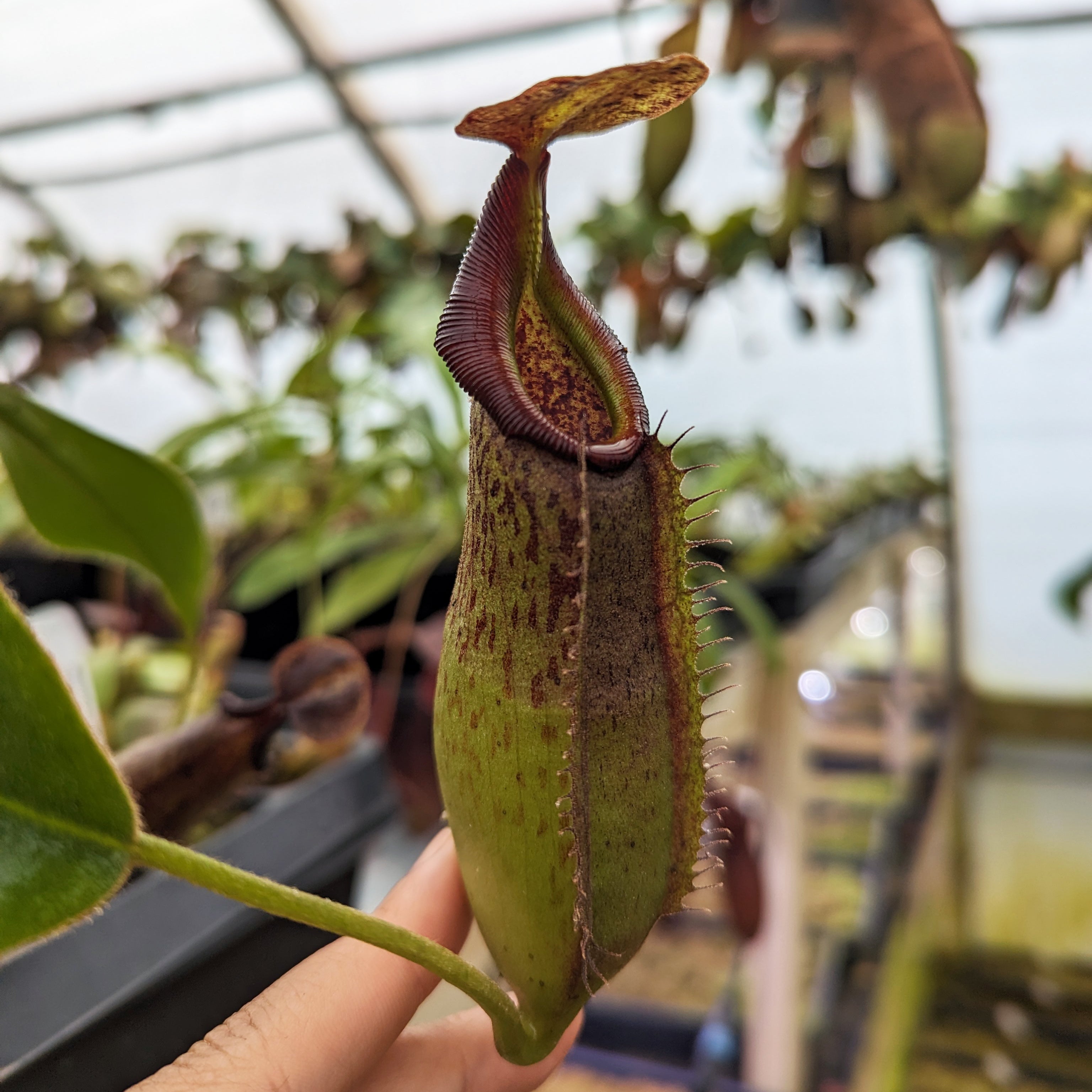 Nepenthes Purple Haze, CAR-0420 – Carnivero