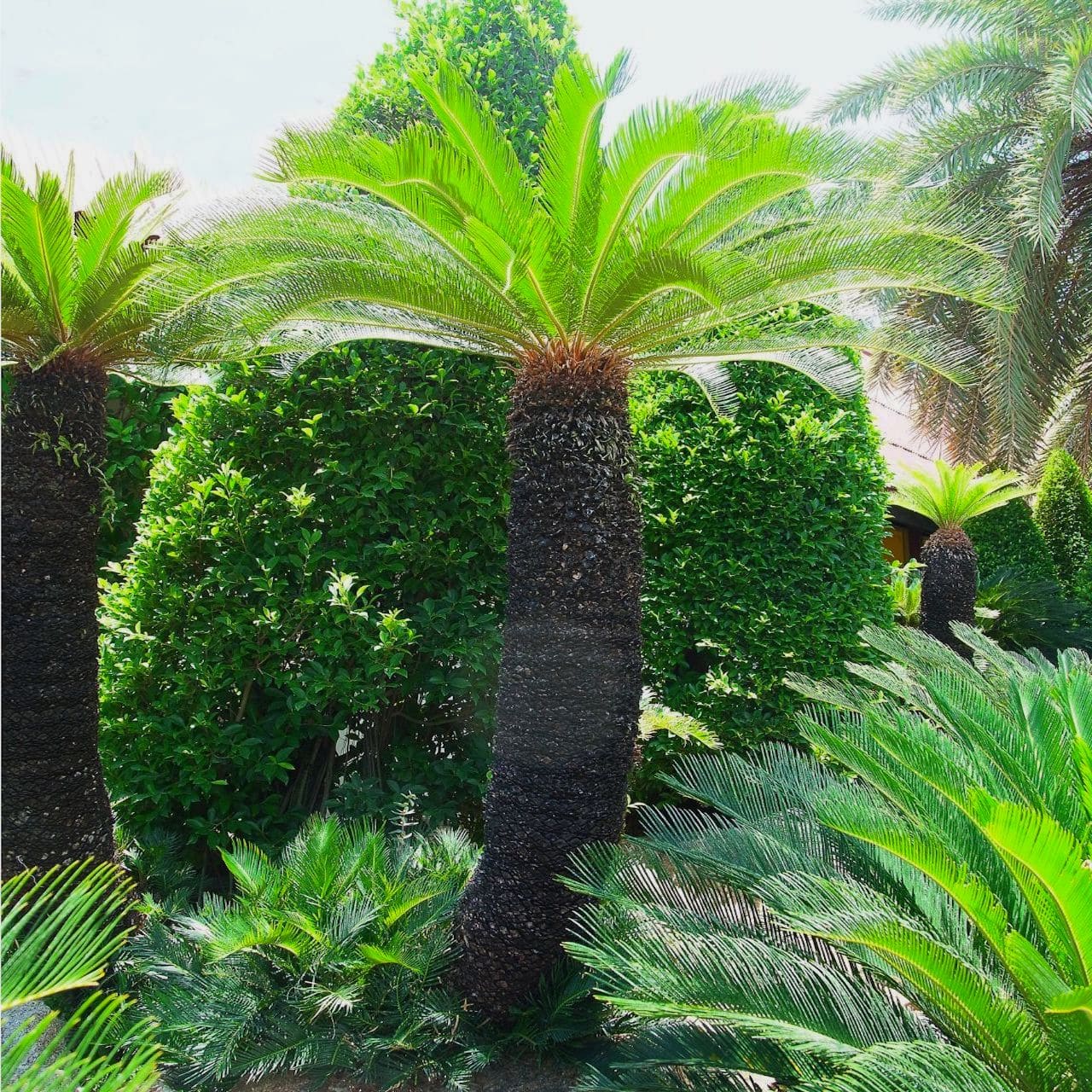 ソテツの木はおすすめシンボルツリー【玄関前の庭木にするとおしゃれ！】