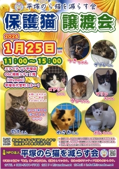 NPO法人平塚のら猫を減らす会「保護猫の譲渡会」 | 平塚市