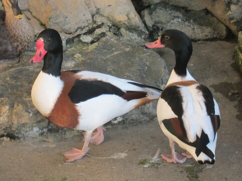 ツクシガモ｜桐生市ホームページ