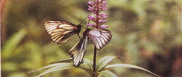 高山蝶三種／小諸市オフィシャルサイト