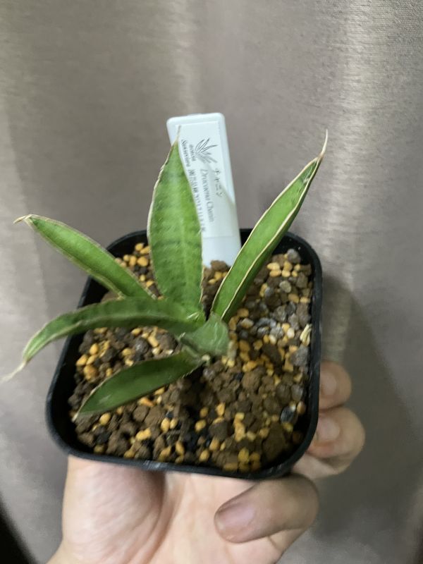 サンスベリア Sansevieria ・ チャニン(D.Chanin)｜サンスベリアの通販