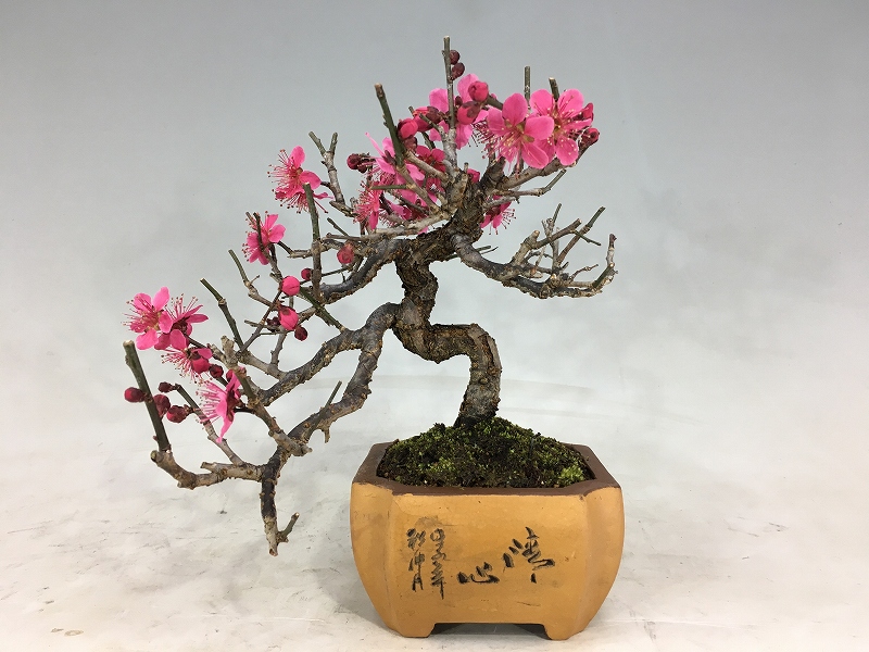 甲州野梅 赤花 ※2/26画像です [赤富士園]