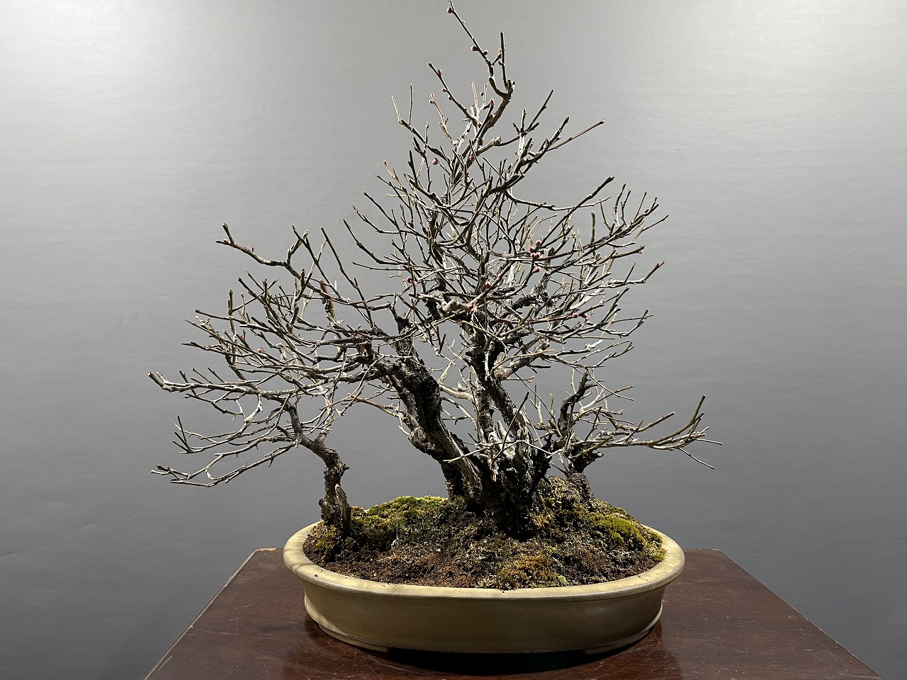 甲州野梅 ※山採り株立 花芽あり！！ - 雑木 [赤富士園]