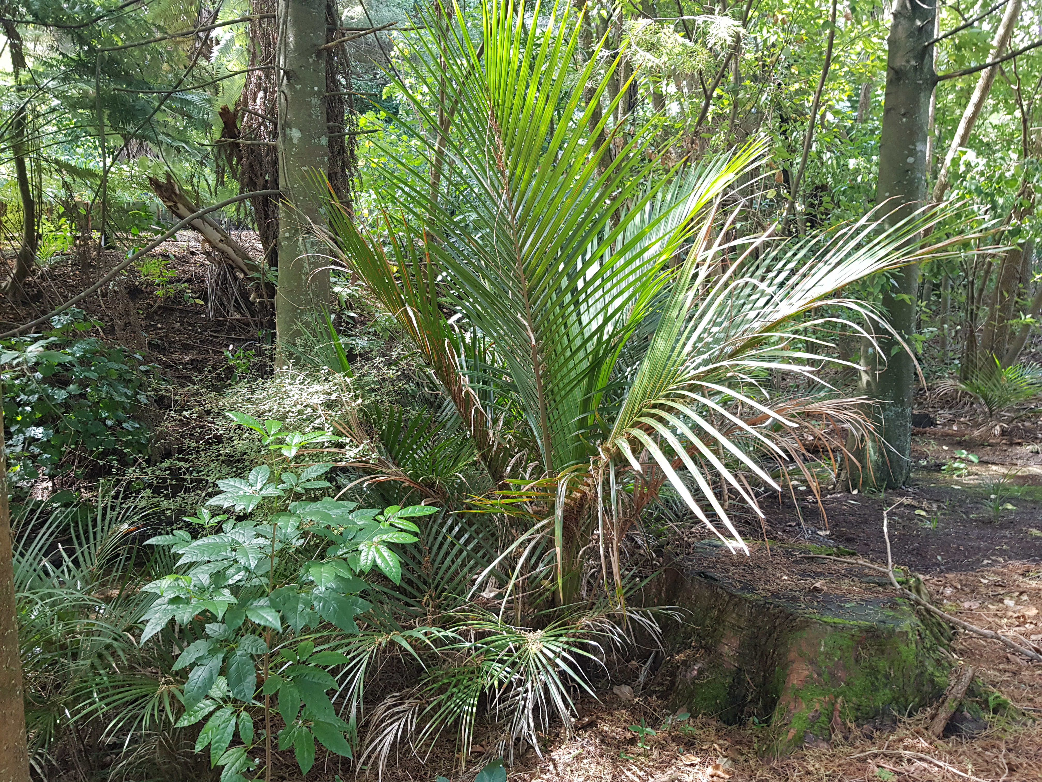 Rhopalostylis sapida