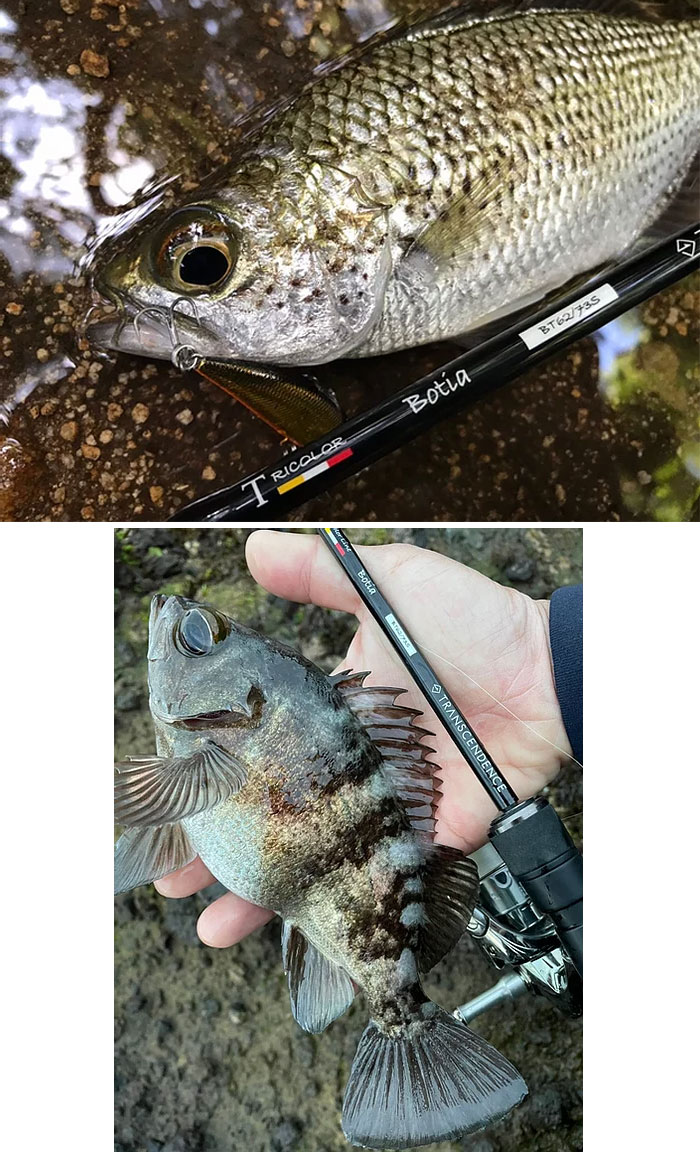 トランスセンデンス ボティア 62S TRANSCENDENCE Botia - 【バス