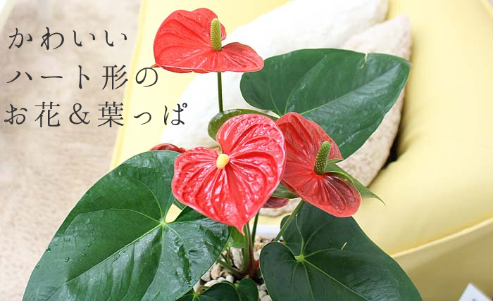 アンスリウム（アンスリューム） 通販 販売｜観葉植物のブルーミング