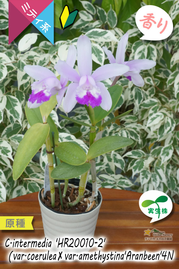 ブラジル原産の丈夫な原種カトレア】C.intermedia 'HR20010-2'（原種