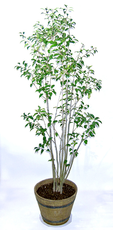 ソヨゴ 成長が遅く病害虫にも強い、経年変化が少ない理想的な常緑樹です。