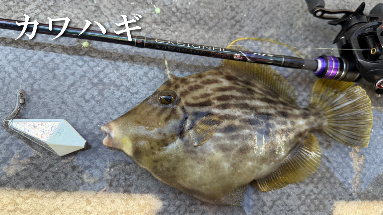 デッキステージ タチウオテンヤ | がまかつ