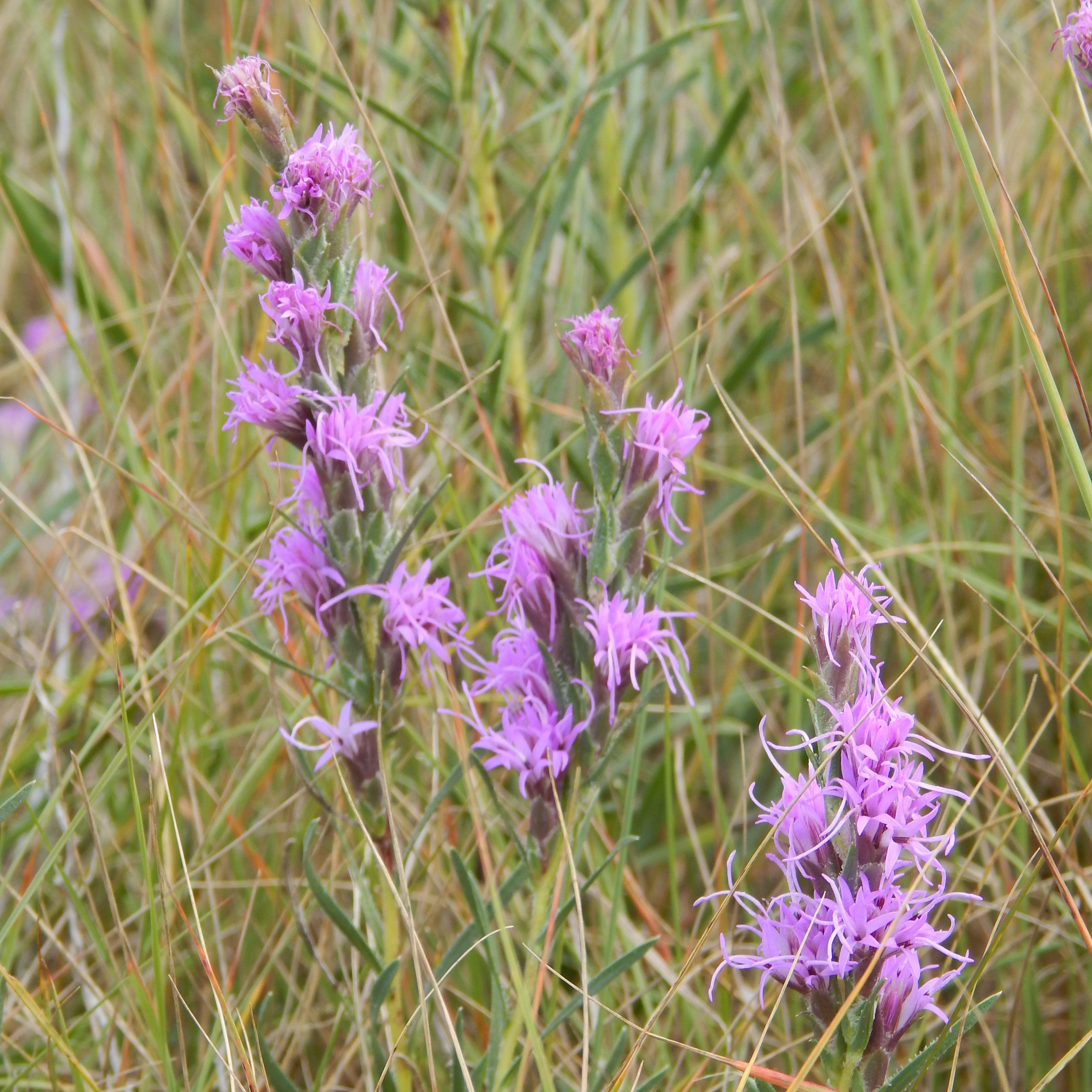 Buy dotted blazingstar seeds and grow wildflowers in your prairie