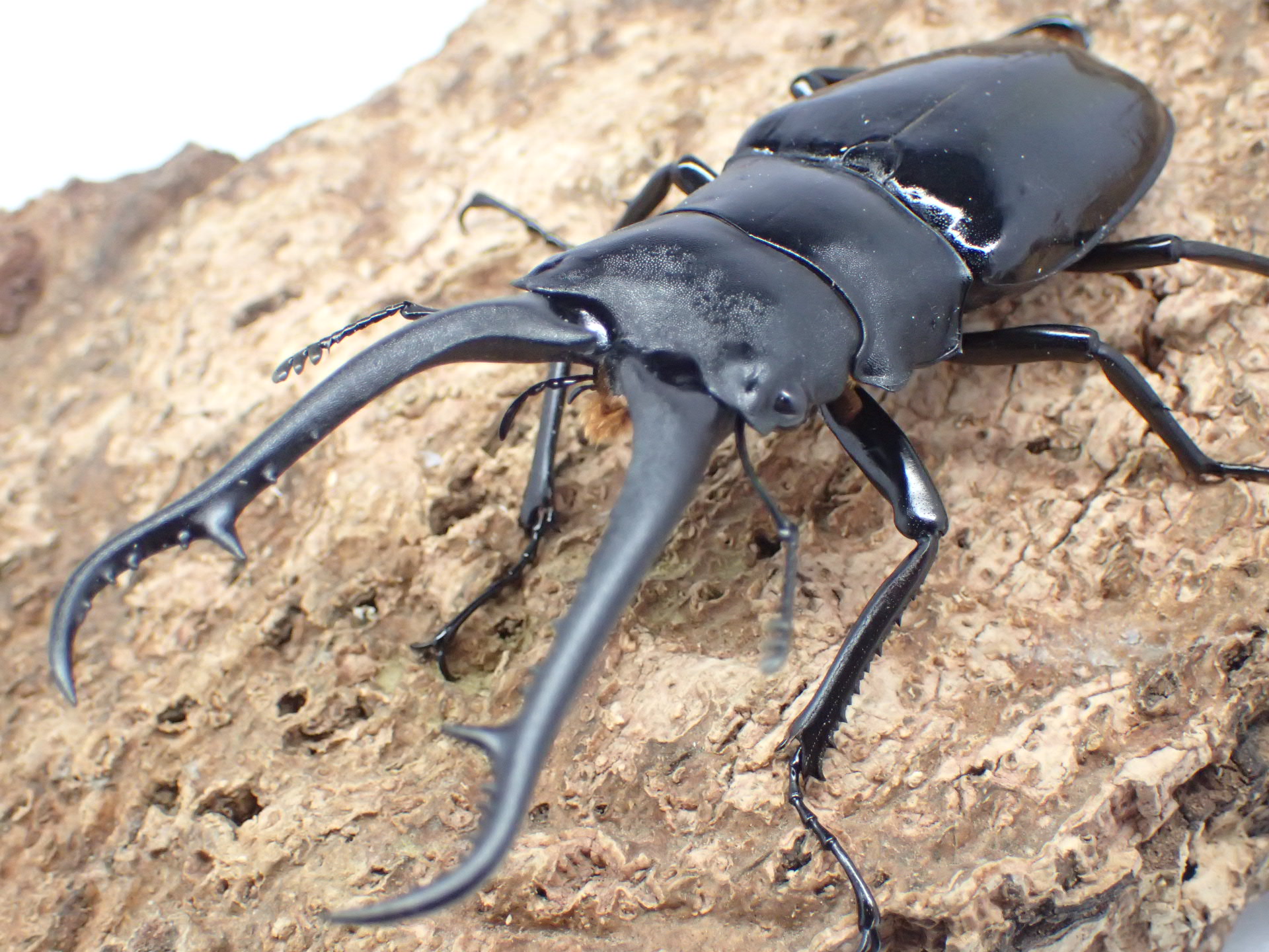 むしやどんぐり / ギラファノコギリクワガタ(ダイスケ)