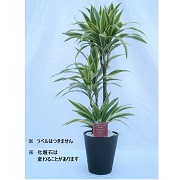 日時指定不可・ご注文後2週間ほどでお届けします】ユッカ 10号 B118