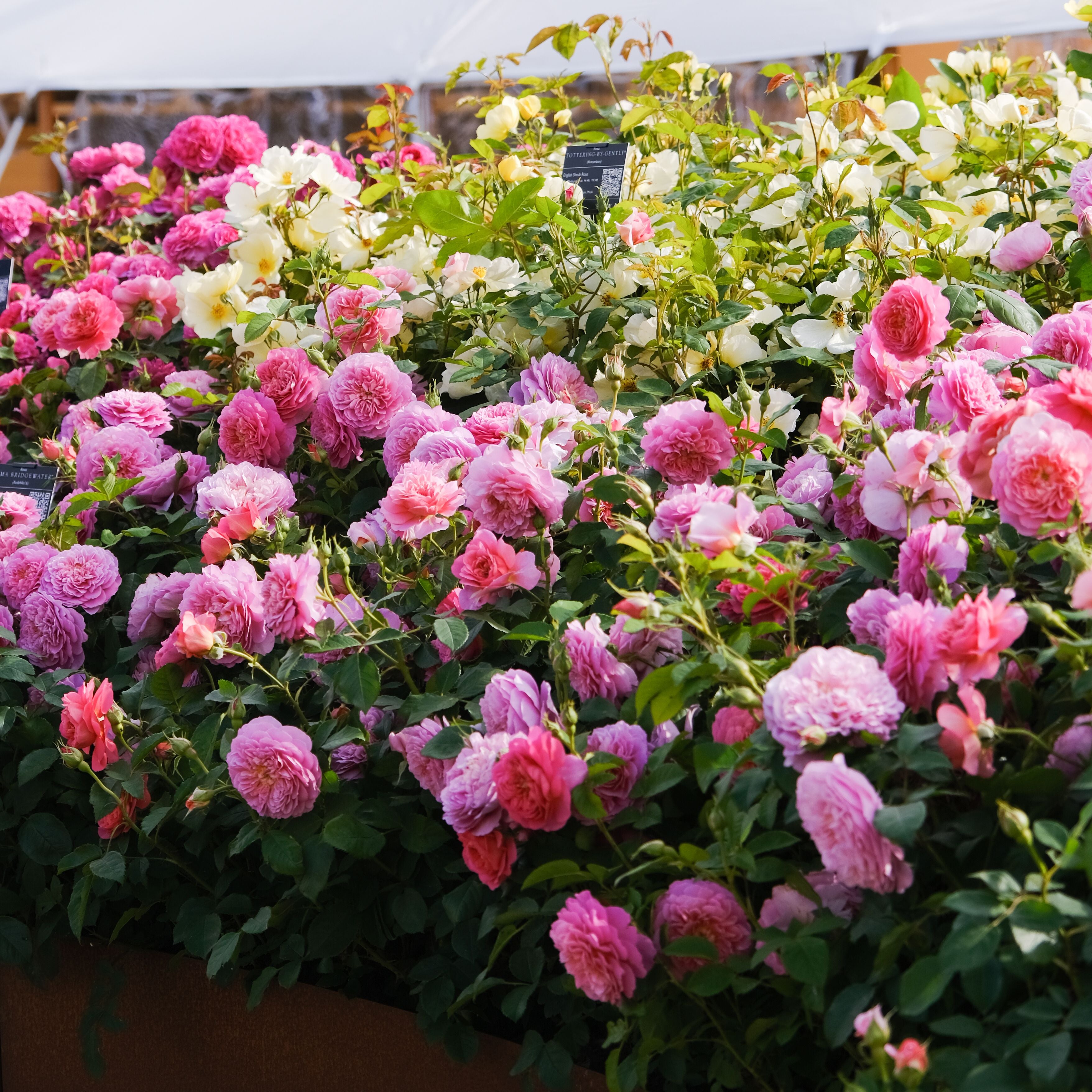 エマ・ブリッジウォーター - Emma Bridgewater (Ausb44a16) – David