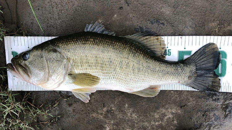 2017 エクスプライド(EXPRIDE) 168L-BFS/2 インプレ - 俺のバス釣り