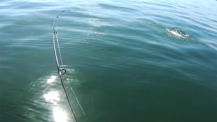 ダイワ スティーズ 681MLFS-SV キングボルト | 実釣インプレ - 俺の