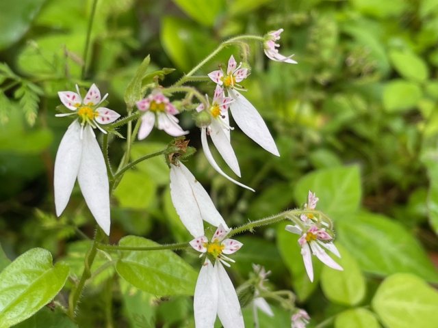 CENTENRY SAKUYA Kronos Mask