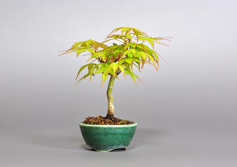 イロハモミジ-C1（いろはもみじ・いろは紅葉）雑木盆栽の販売と育て方
