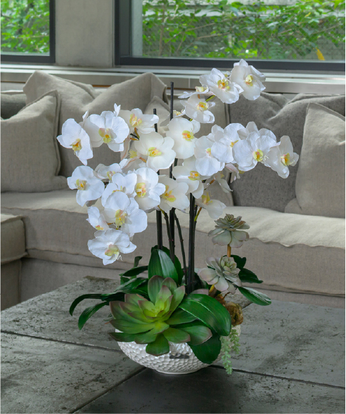 新定番の贈り花「胡蝶蘭 特集」|エミリオ・ロバ公式オンラインストア