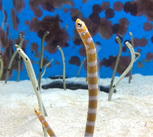 沖縄ちゅら海水族館だより】「チンアナゴ・ニシキアナゴ」｜地球に
