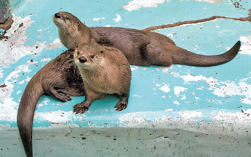 高品質！ カナダカワウソの毛皮（大）1点もの（※登録票は不要） 高品質