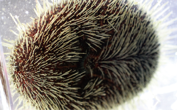 竹島水族館だより】砂の上で生活するウニ「バサラブンブク」｜地球に