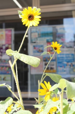 ひまわりde元気と笑顔プロジェクト！9月18日まで掲示 - おしらせ - 水