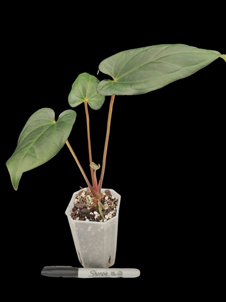 Eastern Tropicals - Anthurium papillilaminum Red Stem x