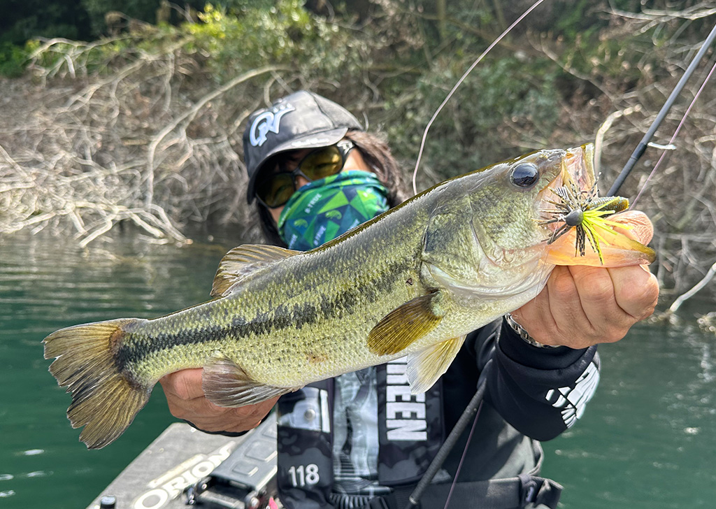 EVERGREEN（エバーグリーン インターナショナル） - OCSS-69H ハイド