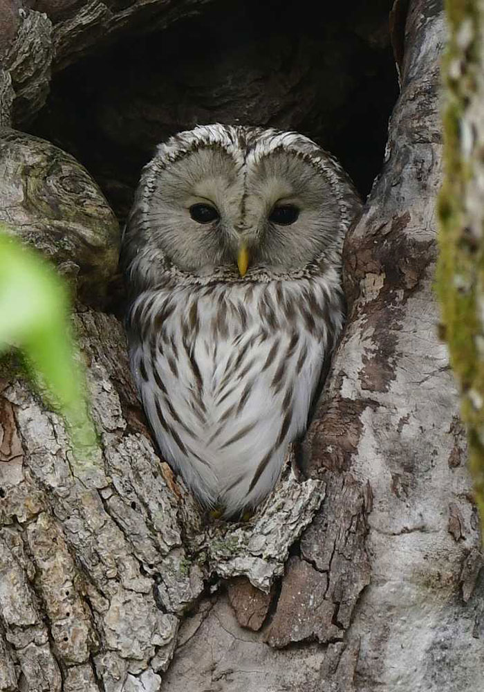 野鳥シリーズ70 フクロウ・エゾフクロウ | あきた森づくり活動サポート