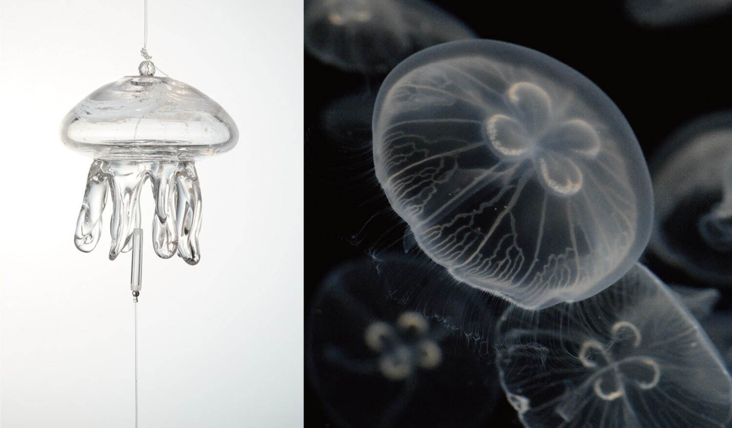 京都水族館夏イベント「くらげと風鈴」本物そっくり“クラゲ風鈴”の