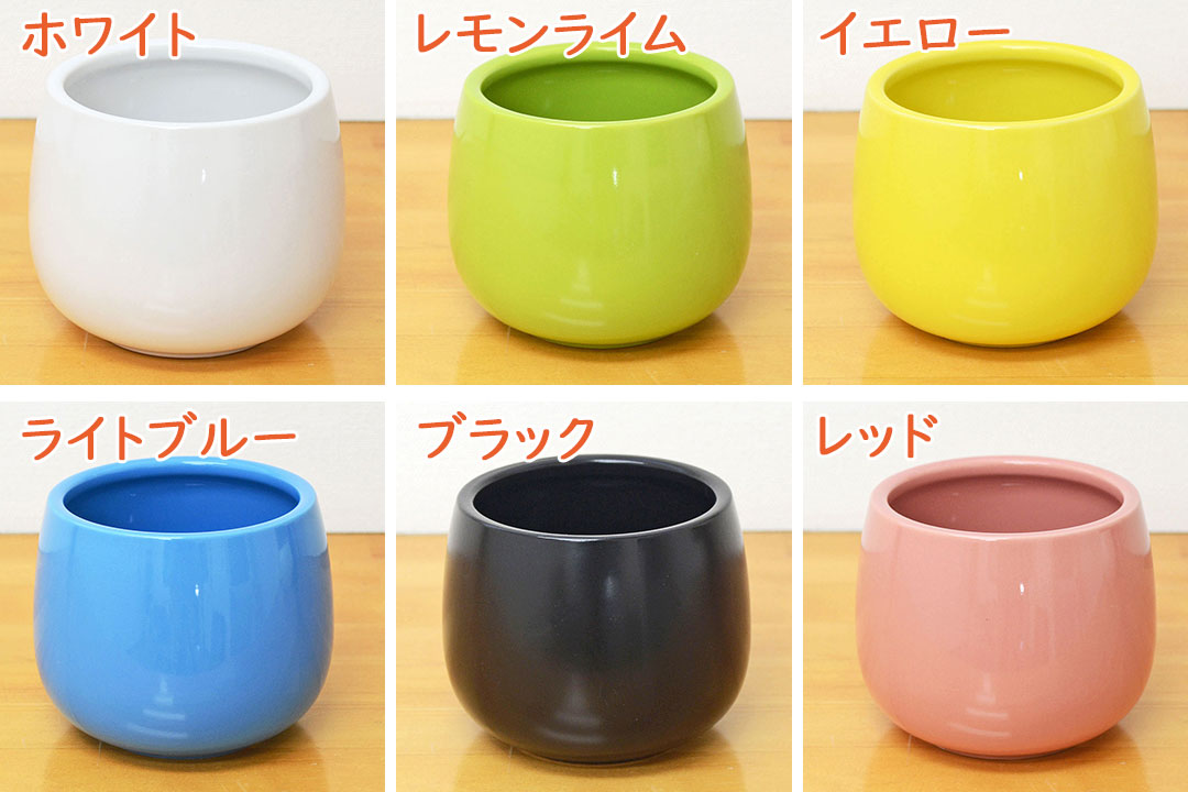 観葉植物の販売・ギフトならフラワーコーポレーション / 観葉植物ミニ