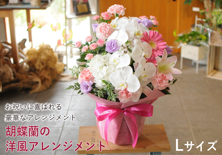 お祝い用 胡蝶蘭の洋風アレンジメント Lサイズ フラワーアレンジメント