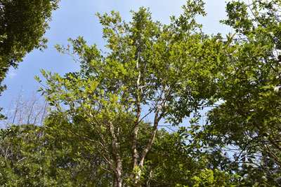 ヒサカキ - 種子島の樹木・花木 - ふるさと種子島
