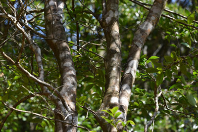 ヒサカキ - 種子島の樹木・花木 - ふるさと種子島
