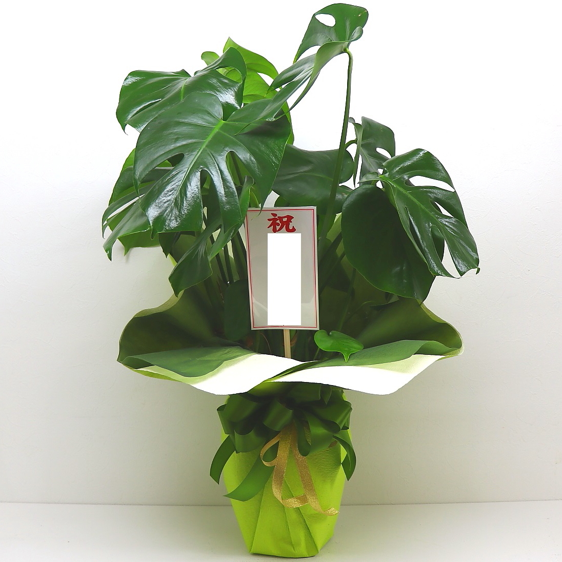お祝いに》観葉植物【モンステラ】/オリジナルラッピング｜商品詳細