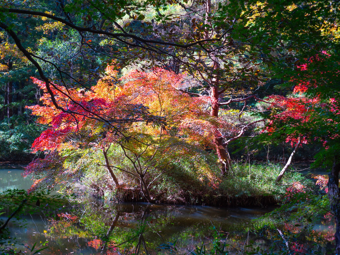 オールドレンズを始めよう！作例編Vol.5：Super-Takumar 55mm F1.8で