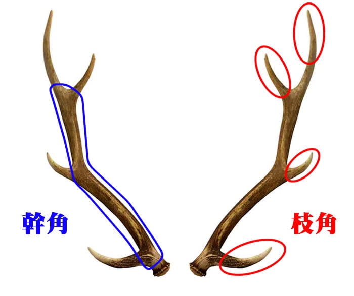 鹿角】おまかせ 枝角 9cm〜11cm 用途自由 ペットおもちゃ