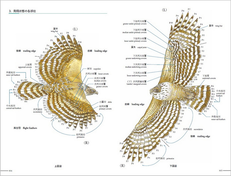 クマタカ生態図鑑 Hobby's World｜野鳥撮影やバードウォッチングの専門店