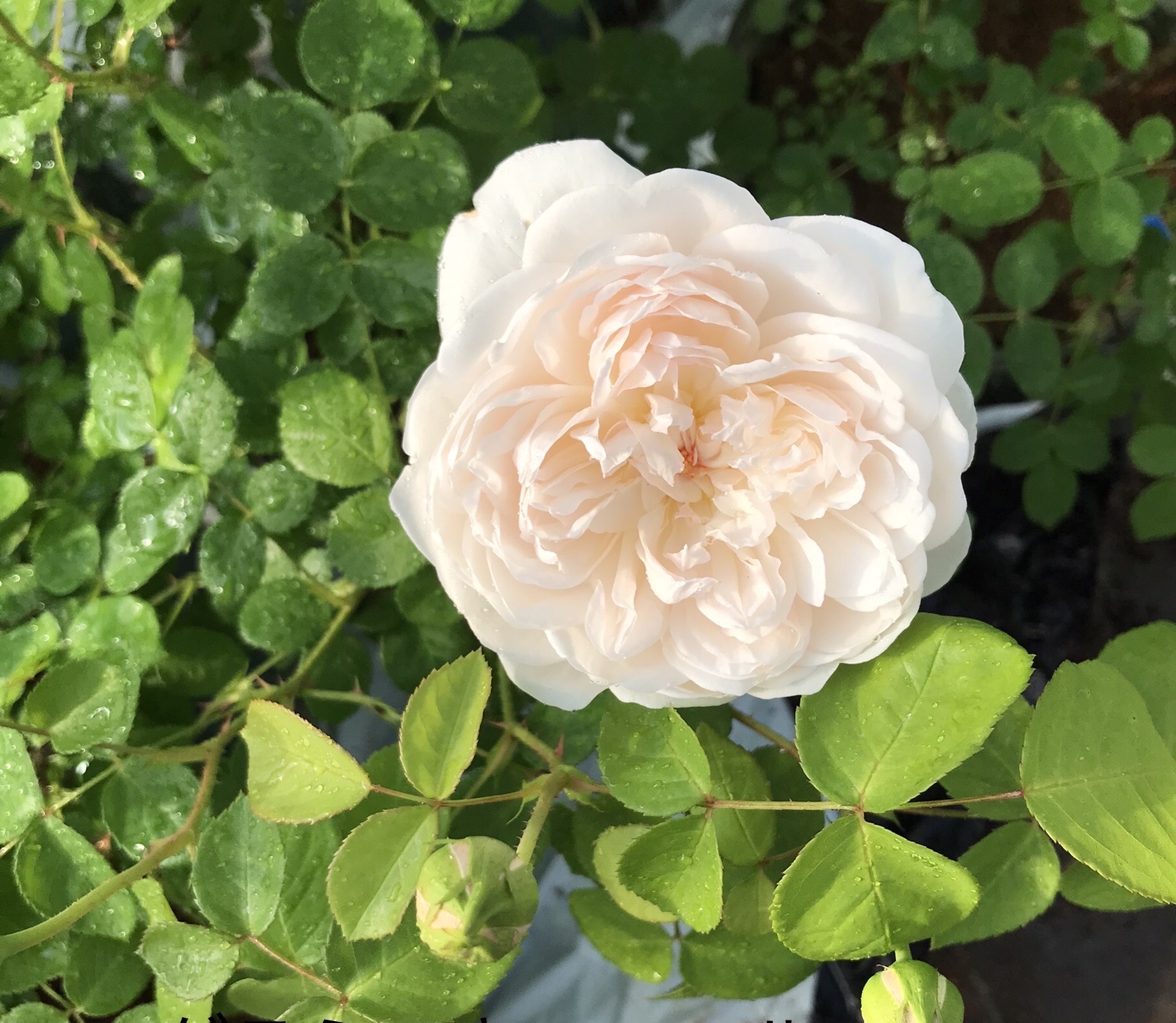 廃盤イングリッシュローズ大苗 シャリファ アスマ Herb&Rose バラ苗