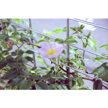 原種バラ大苗 ロサカニナ Herb&Rose バラ苗販売 商品詳細 Herb＆Rose