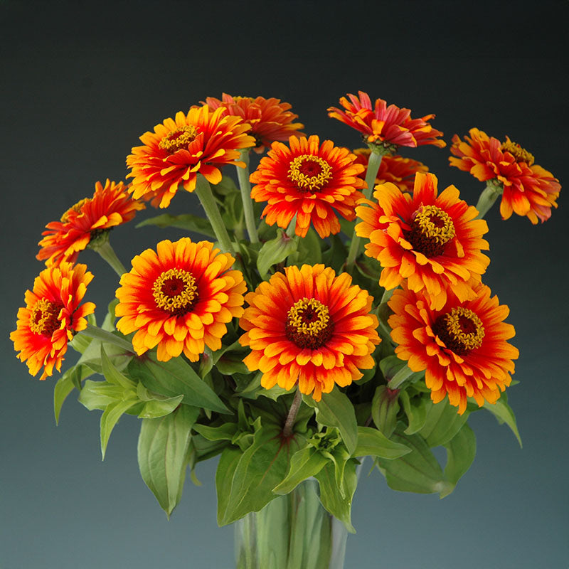 Zinnia Zowie Yellow Flame F1 Seed – Harris Seeds