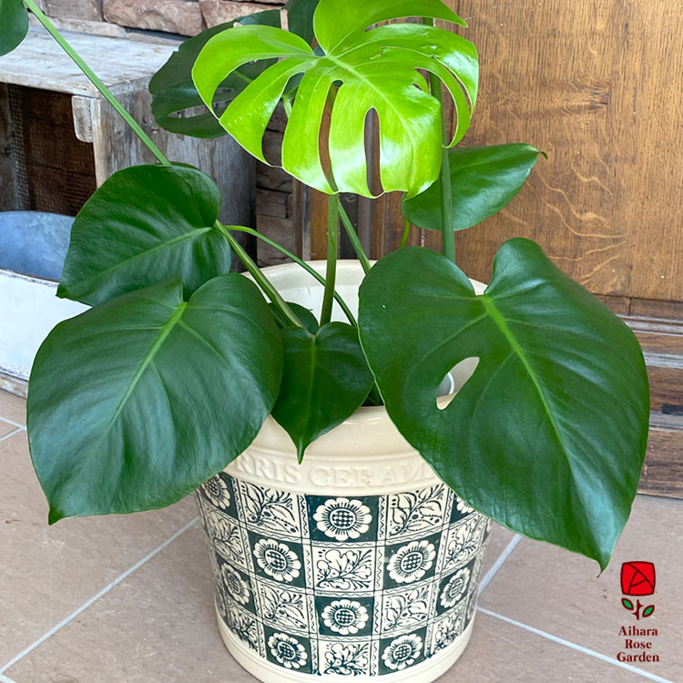 相原バラ園 / ウィリアムモリス（グリーン・フラワー）LL