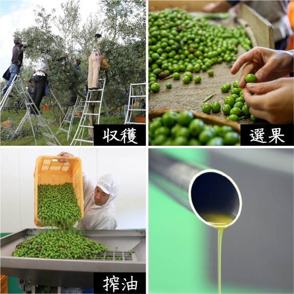 小豆島産手摘み緑果オリーブオイル | 井上誠耕園