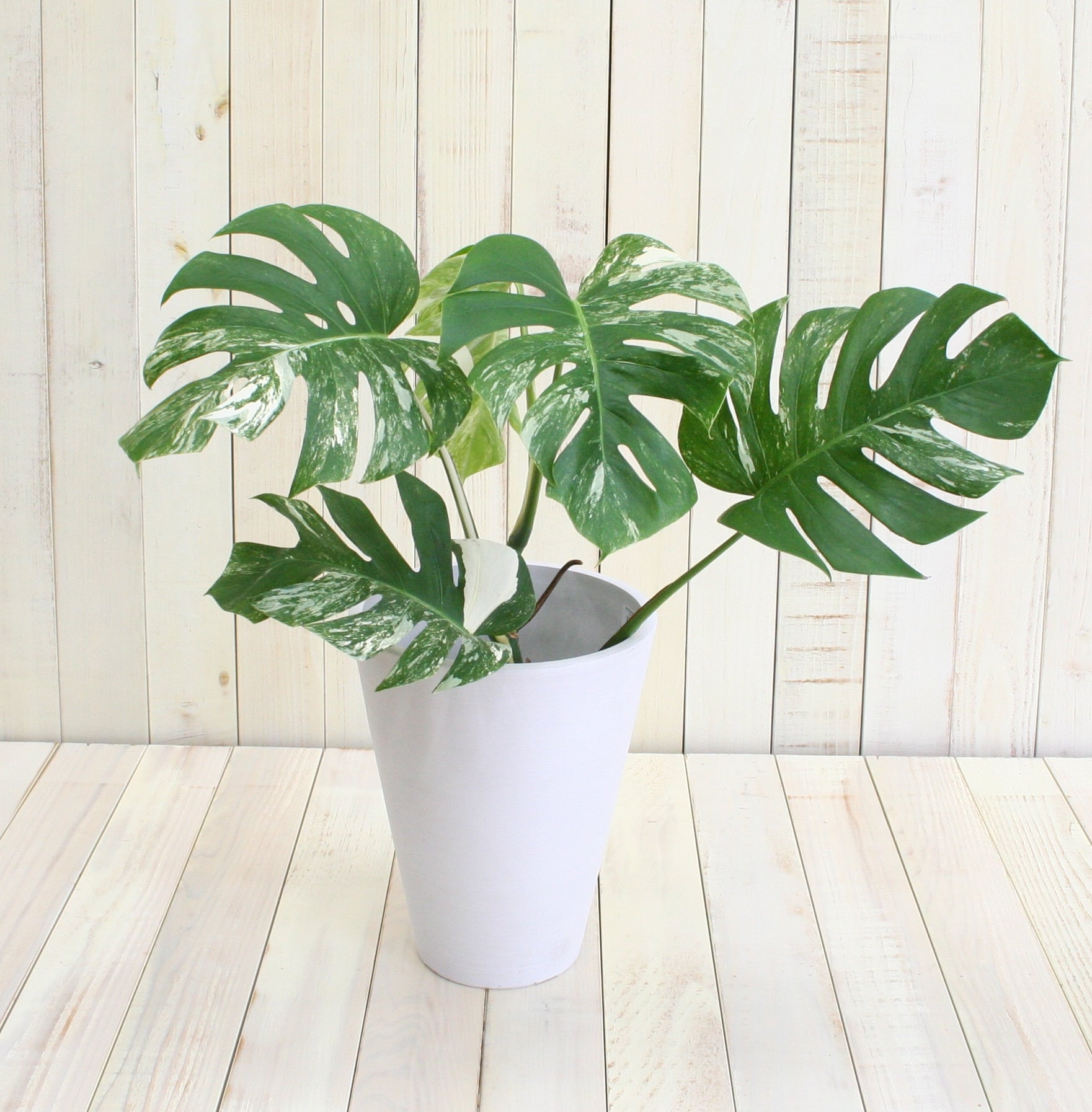 希少！】観葉植物 斑入りモンステラ-6号 - フラワーギフトなら株式会社